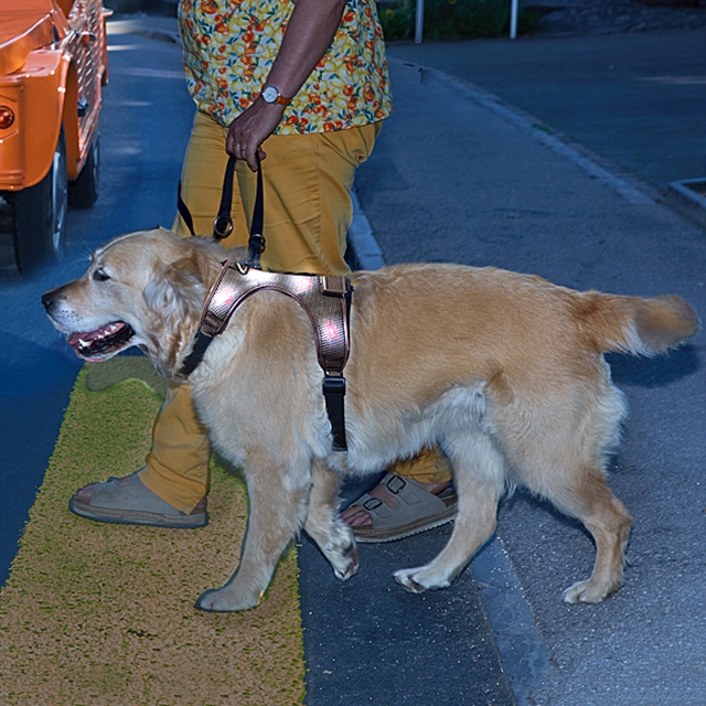 Harnais pour chien LED, Taille S