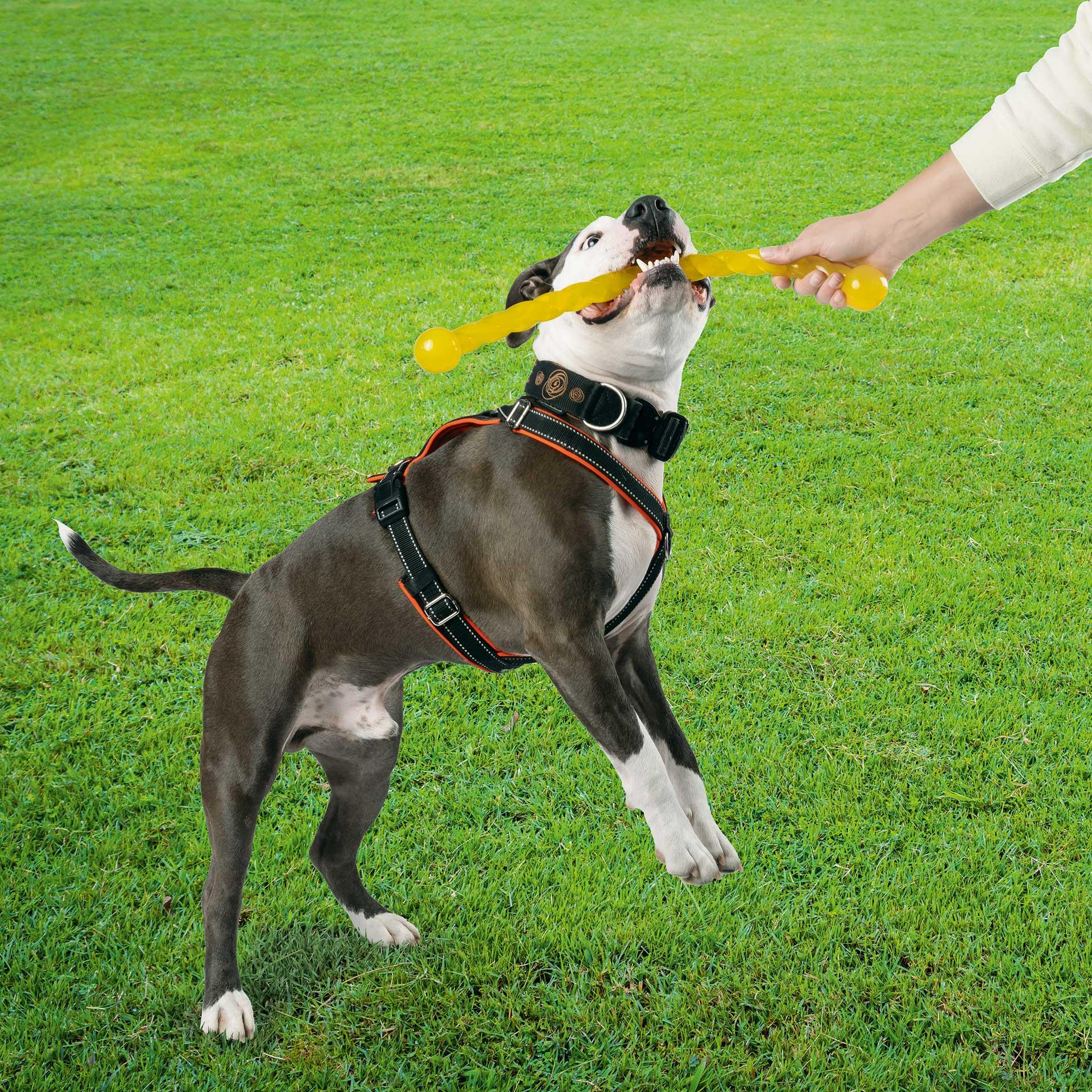 Bâtons Hot Dog à lancer pour chiens, 2 pces