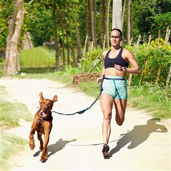 Laisse pour chien pour la course à pied